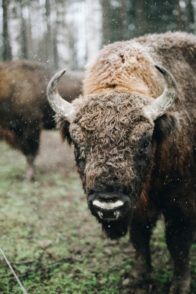 pexels-karolina-wv-20194713-6929331-683x1024 Zastrzelony Borys – Niepotrzebny odstrzał żubra w Białowieży