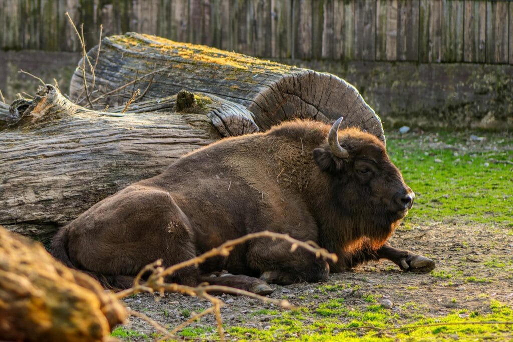 pexels-vladimirsrajber-31142130-1024x684 Zastrzelony Borys – Niepotrzebny odstrzał żubra w Białowieży